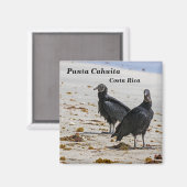 Costa Rica, Punta Cahuita - Zwarte gieren Magneet (Voorkant / Achterkant)