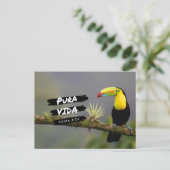Costa Rica Pura Vida Toucan Foto Briefkaart (Staand voorkant)