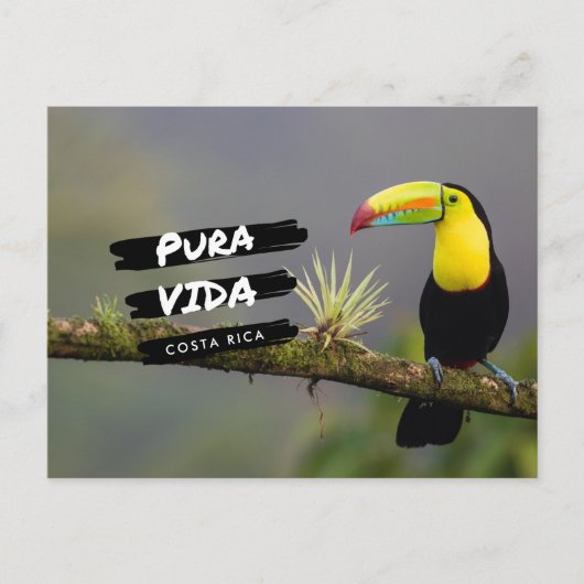 Costa Rica Pura Vida Toucan Foto Briefkaart (Voorkant)