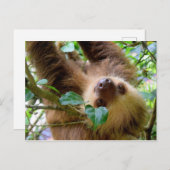 Costa Rica Rainforest Sloth Briefkaart (Voorkant / Achterkant)