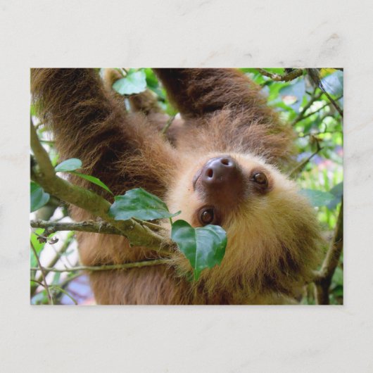 Costa Rica Rainforest Sloth Briefkaart (Voorkant)