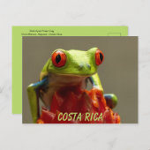 Costa Rica Red-Eyed Tree Frog Souvenir Briefkaart (Voorkant / Achterkant)