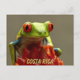 Costa Rica Red-Eyed Tree Frog Souvenir Briefkaart