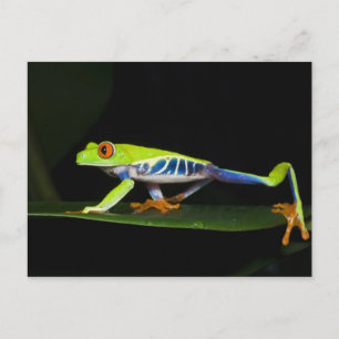 Costa Rica, Roodogige Boomkikker (Agalychnis Briefkaart