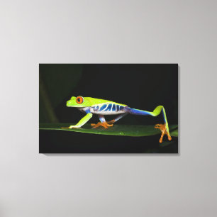 Costa Rica, Roodogige Boomkikker (Agalychnis Canvas Afdruk