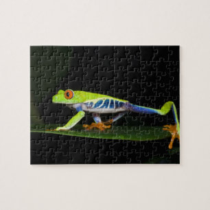 Costa Rica, Roodogige Boomkikker (Agalychnis Legpuzzel
