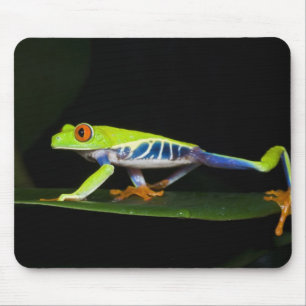 Costa Rica, Roodogige Boomkikker (Agalychnis Muismat
