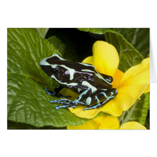 Costa Rica, schiereiland Osa (Voorkant Horizontaal)