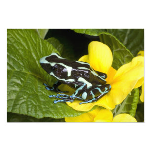 Costa Rica, schiereiland Osa Foto Afdruk