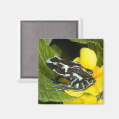 Costa Rica, schiereiland Osa Magneet (Voorkant / Achterkant)