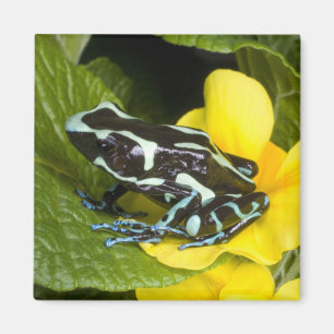 Costa Rica, schiereiland Osa Magneet