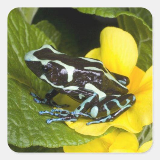 Costa Rica, schiereiland Osa Vierkante Sticker (Voorkant)