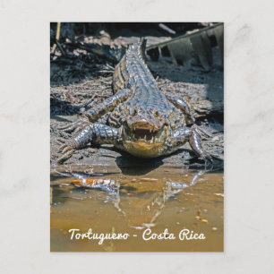 Costa Rica, Tortuguero — Agressieve krokodil Briefkaart