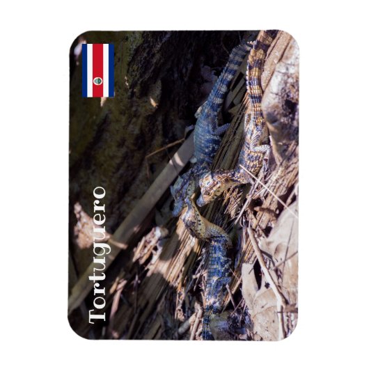 Costa Rica, Tortuguero - Baby krokodillen Magneet (Verticaal)