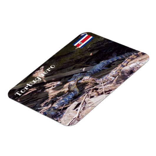 Costa Rica, Tortuguero - Baby krokodillen Magneet (Linkerzijde)