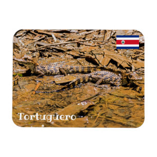 Costa Rica, Tortuguero - Baby krokodillen Magneet