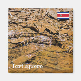 Costa Rica, Tortuguero - Baby krokodillen Magneet