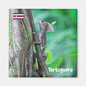 Costa Rica, Tortuguero - Basilisk Lizard Magneet (Voorkant)
