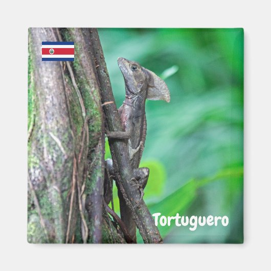 Costa Rica, Tortuguero - Basilisk Lizard Magneet (Voorkant)