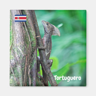 Costa Rica, Tortuguero -  Basiliskhagedis Magneet