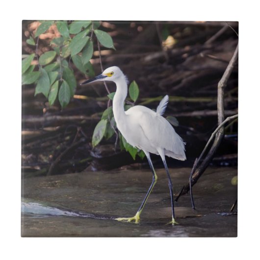 Costa Rica, Tortuguero - Egretta thula Tegeltje (Voorkant)