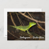 Costa Rica, Tortuguero - Emerald Basilisk Lizard Briefkaart (Voorkant / Achterkant)