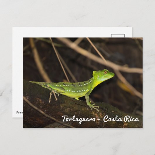 Costa Rica, Tortuguero - Emerald Basilisk Lizard Briefkaart (Voorkant / Achterkant)