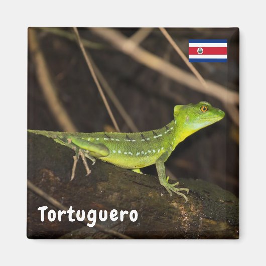 Costa Rica, Tortuguero - Emerald Basilisk Lizard Magneet (Voorkant)