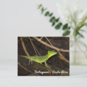 Costa Rica, Tortuguero - Groene Leguaan Briefkaart (Staand voorkant)