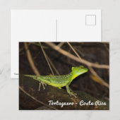 Costa Rica, Tortuguero - Groene Leguaan Briefkaart (Voorkant / Achterkant)