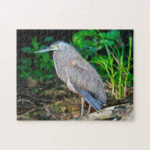 Costa Rica, Tortuguero - Heron Legpuzzel