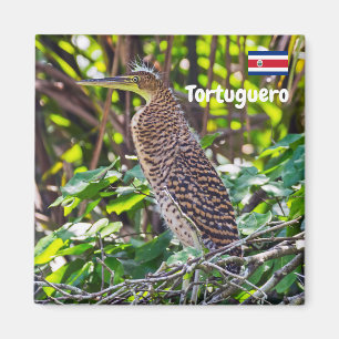 Costa Rica, Tortuguero - Heron Magneet