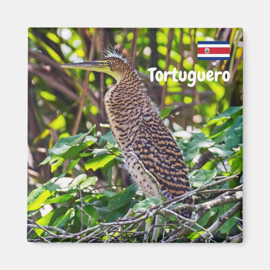 Costa Rica, Tortuguero - Heron Magneet (Voorkant)