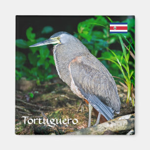 Costa Rica, Tortuguero - Heron Magneet