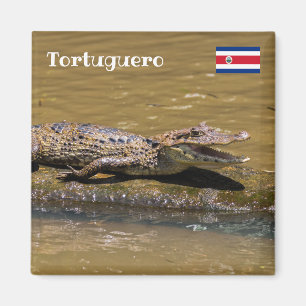 Costa Rica, Tortuguero - Maliderende krokodil Magneet