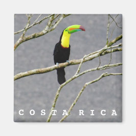 Costa Rica Toucan Souvenir Magnet