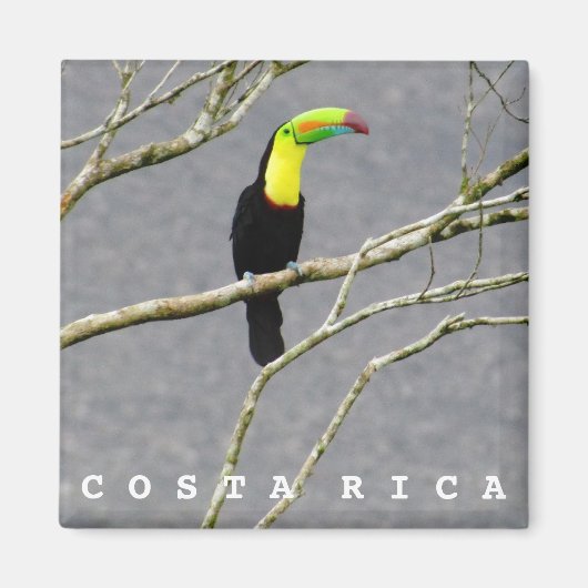 Costa Rica Toucan Souvenir Magnet (Voorkant)