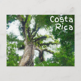 Costa Rica Tree Briefkaart