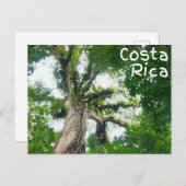 Costa Rica Tree Briefkaart (Voorkant / Achterkant)