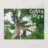 Costa Rica Tree Briefkaart (Voorkant)