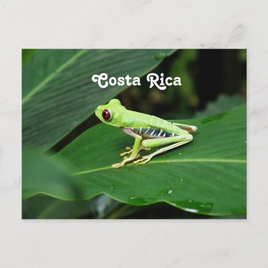 Costa Rica Tree Kikker Briefkaart (Voorkant)