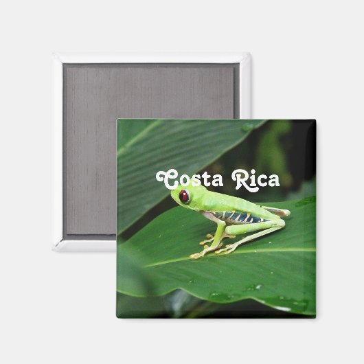 Costa Rica Tree Kikker Magneet (Voorkant / Achterkant)