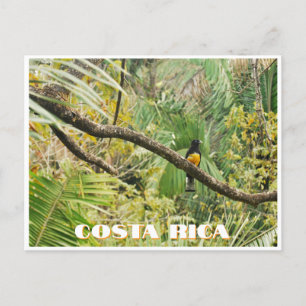 Costa Rica Tropisch Oerwoud Vogel op Tak Briefkaart