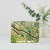 Costa Rica Tropisch Oerwoud Vogel op Tak Briefkaart (Staand voorkant)