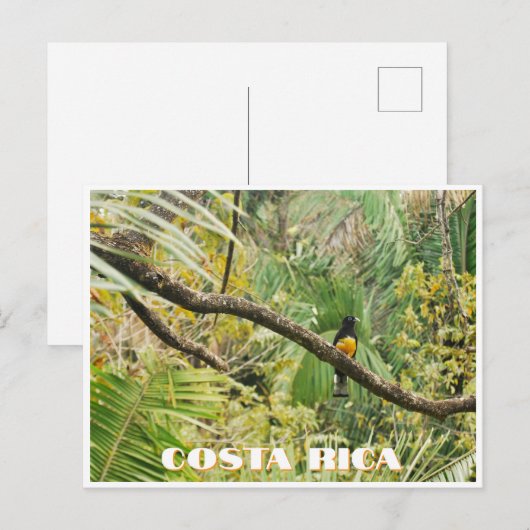 Costa Rica Tropisch Oerwoud Vogel op Tak Briefkaart (Voorkant / Achterkant)