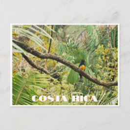 Costa Rica Tropisch Oerwoud Vogel op Tak Briefkaart