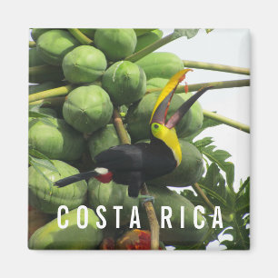 Costa Rica Tropische Toucan Souvenir Magnet