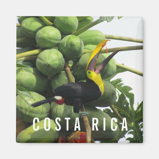 Costa Rica Tropische Toucan Souvenir Magnet (Voorkant)