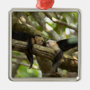 Costa Rica, twee apen rusten op boom, liggen Metalen Ornament
