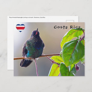 Costa Rica vogel - Fiery-throated Hummingbird Briefkaart